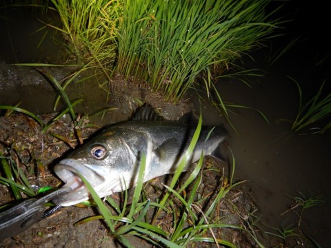 tgwfwcnrn58pf89rds86_480_480-9dcd2014.jpg