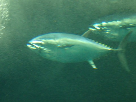 thabg299b9fipeautg7m_480_480-c129370e.jpg