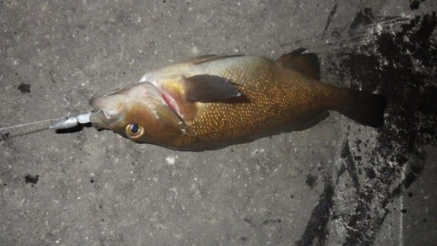 thkjmrku5t5iymhgjpmr_480_480-11822778.jpg