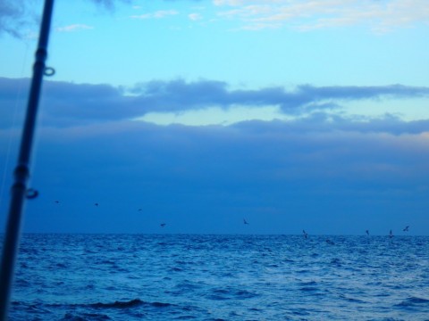thrzwt3ew76uoszaufib_480_480-f2a152c3.jpg