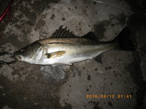 thu36sj399xuwa72mn3i_480_480-1f142f71.jpg