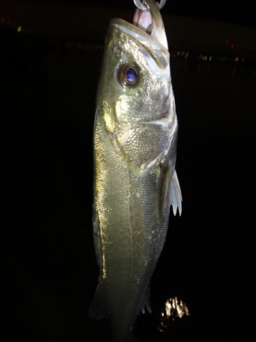 tipeys5vb84e7mnshrbc_480_480-1665d781.jpg