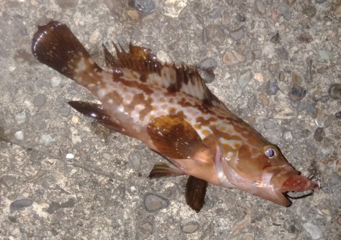 アコウ18センチ