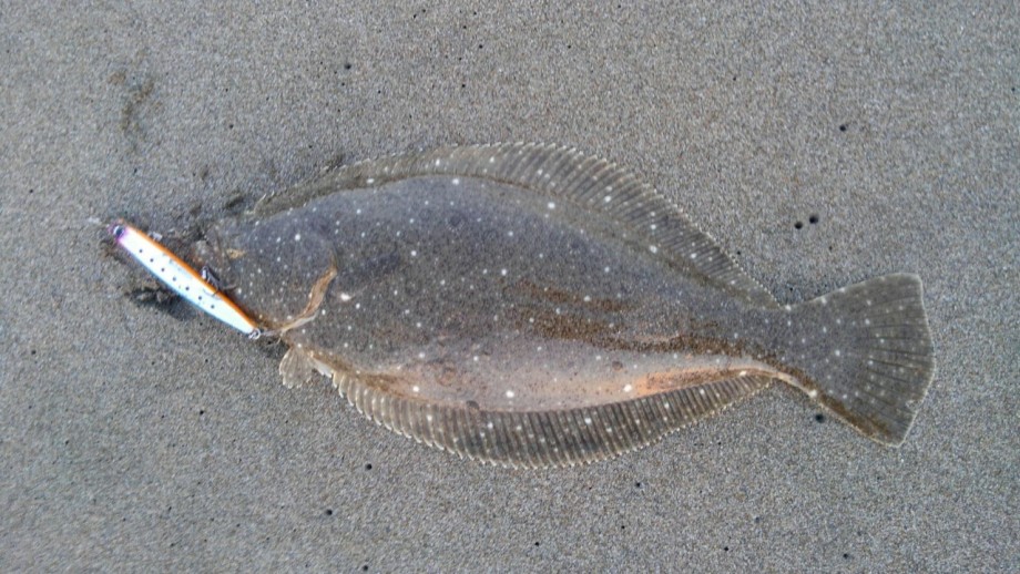 釣りの家の記録 ２匹目のドジョウならぬ ３匹目のヒラメ狙い