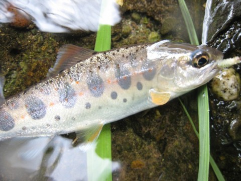 tjubu6kbjmh2v65zun9f_480_480-1d27d069.jpg