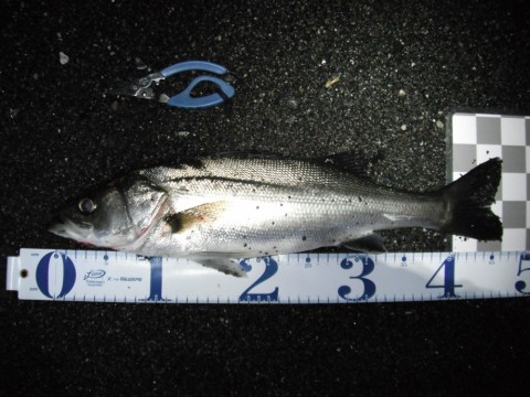 tk425er9izknj25pm862_480_480-e99cc67f.jpg