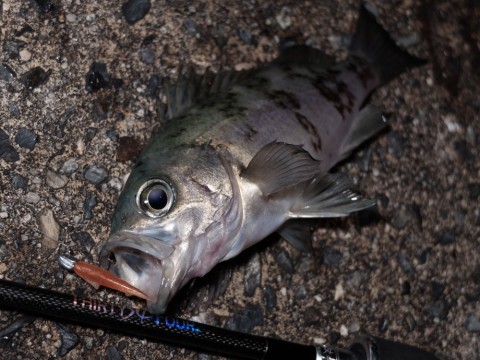 tkjhrgmuxuu4xsxd9829_480_480-08085ae1.jpg