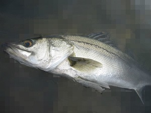 tmnpudgursuj5gfzd6x8-48739e77.jpg
