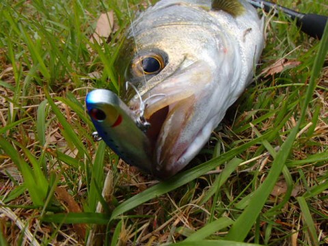 tmrx2v3prmrs5u7ks5yu_480_480-ea039c5b.jpg