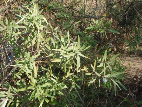tmyXreNUkmj82jDX7jF4_480_480-d2308785.jpg