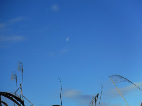 tni8nbxmbghv76842bpx_480_480-4835f0ea.jpg