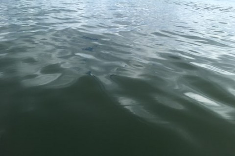 tnk9zjevwwxc398okzok_480_320-73487ae0.jpg