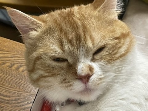tnr98yrgwvawpunut64x_480_361-3e0f4e64.jpg