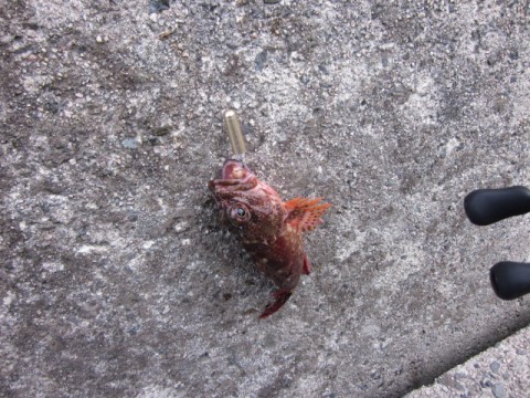 tnzymmoj8nc4jzik5sn9_480_480-b162d03d.jpg