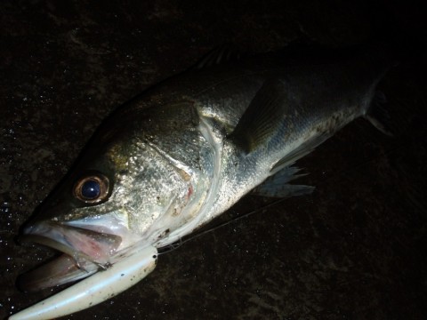 toj72hf8y44vwxho9mkj_480_480-1e4b4858.jpg
