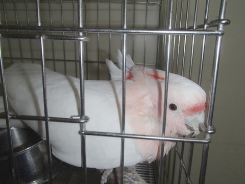 tp52gvm48yhhxjwefk8o_480_480-27b757f9.jpg