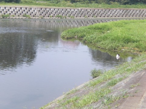 tr9sjhr8ofug2og5jy4k_480_480-55230d84.jpg