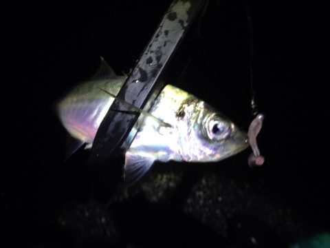 trgy67pybogid7zzinox_920_690-6edf3b06.jpg
