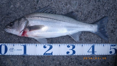 trwdi8hakcnkasktitbr_480_480-9367c088.jpg