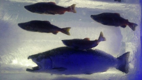 tshngsucmc5hntjigp8b_920_518-fec0eec0.jpg