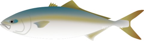 tso2cu763p9aottps9er_480_480-c22170d9.jpg