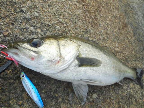 tss58r5gtftkg42xuo2s_640_480-5caeb936.jpg