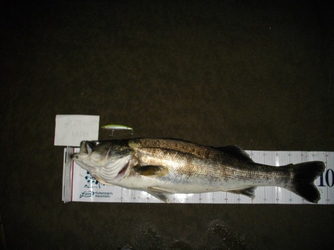 ttisu3b4tkiyeyreokrd_480_480-bfa02e34.jpg