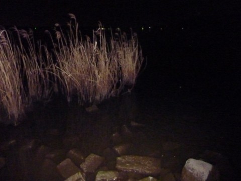 ttmaoash2dx88oenxvbr_480_480-897d01b0.jpg