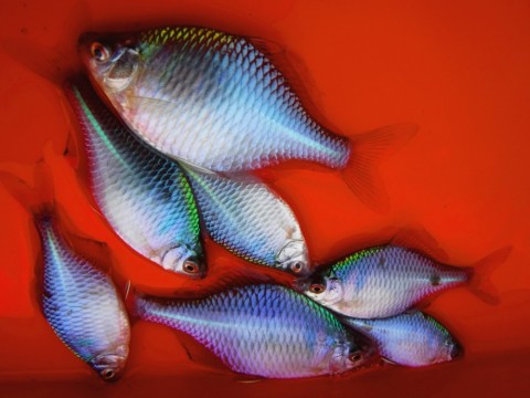 ttushpegkic54azcddh2_480_480-831e2f60.jpg