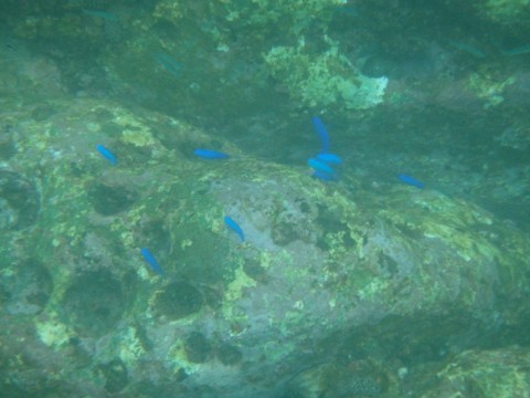 tup8bxnj6e9xsbz322ge_480_480-327ba098.jpg