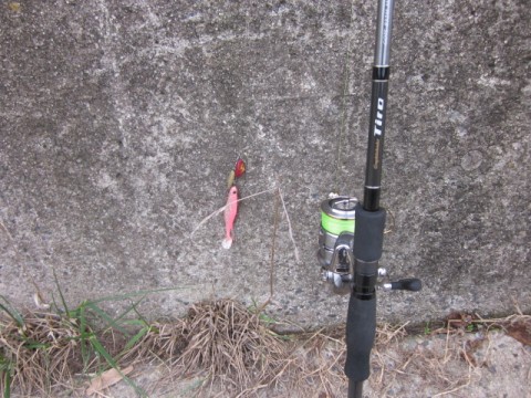 tursz8gzkodgb9kpyw54_480_480-92d3eddc.jpg