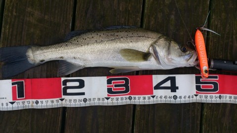 tuwyer5e8cm278jir3id_480_480-62d8d51e.jpg
