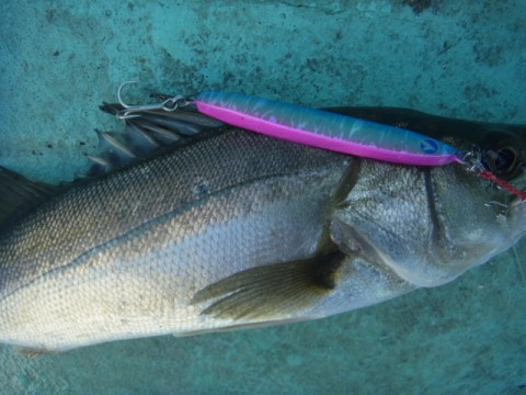tuxoxnr6v9fbwr6xw4ft_480_480-1c750c04.jpg