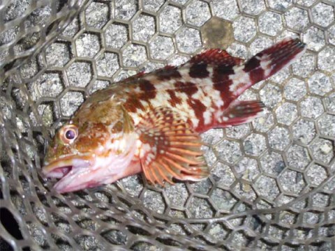 ガシラ 20センチ
