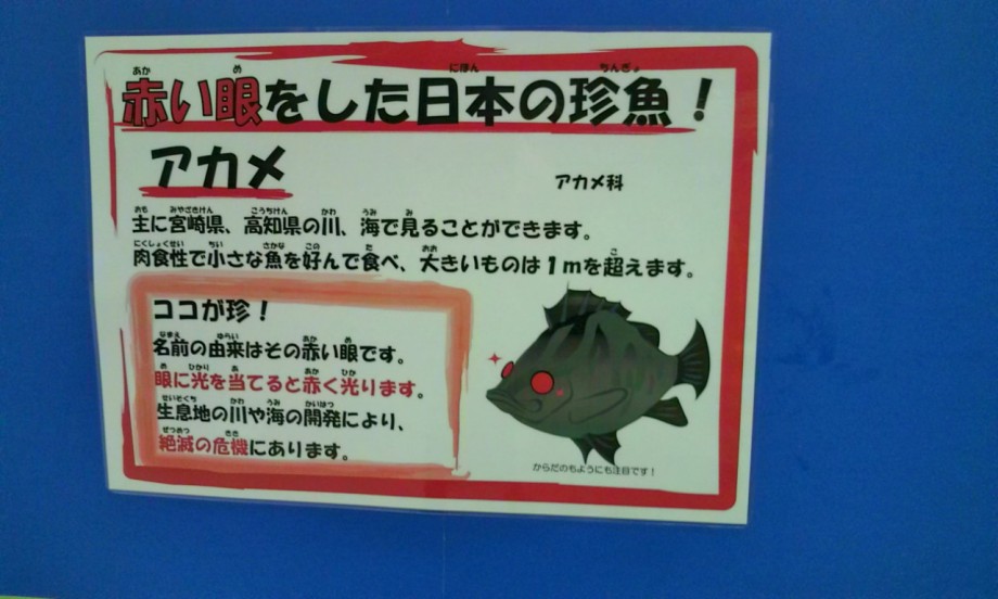 潜水艦を釣り上げろ！！】 赤い目をもつ日本の珍魚？
