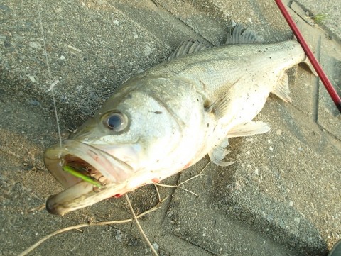 twcu946pog2uf5ka9o9x_480_480-557f158f.jpg
