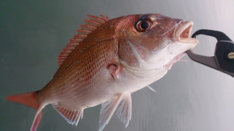 twkonmpaz9dopjxoedaa_480_480-3a22b0c4.jpg
