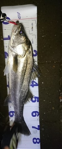twuci52sp47gehrpfuc9_480_480-74389ac0.jpg