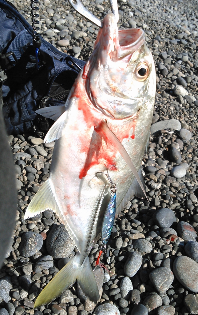 SMALL FISHのブログ】 ボーダレスの釣果 其の壱！