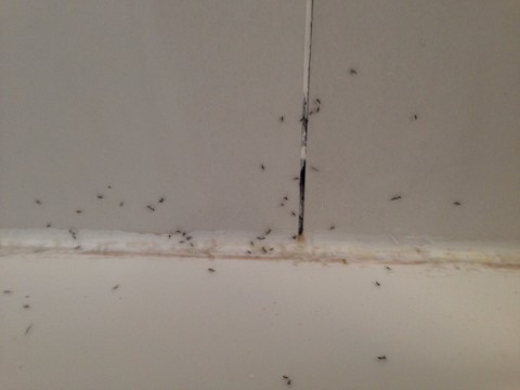 txtd5y6acbjzcygwmjpc_920_690-f28636f4.jpg