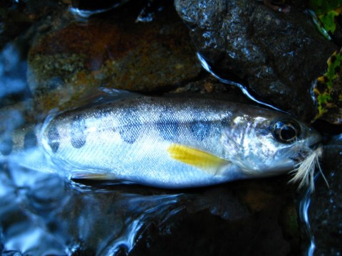 tygygkxc3uefj6ddunsg_480_480-f668ebf6.jpg