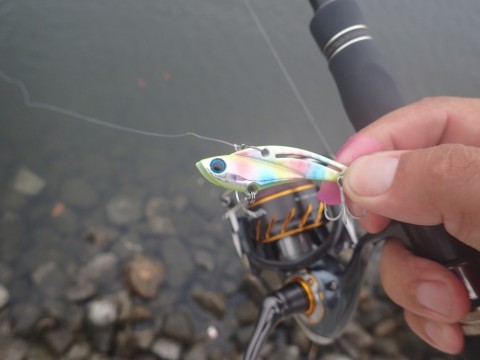 tytfa6x9hxe2wshrin9u_480_480-fee45c90.jpg
