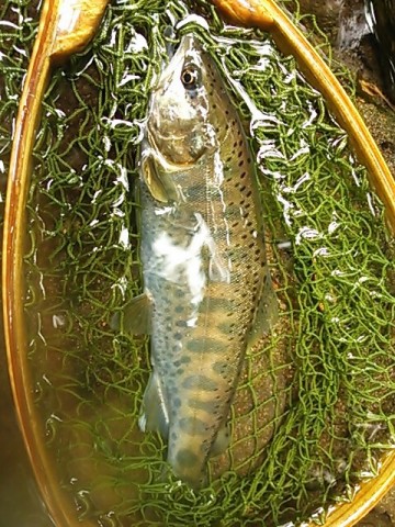 tyx93en3kr32348auuf3_480_640-6dc82dd4.jpg