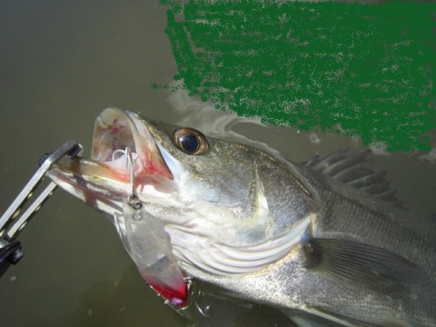 tz4rjsmg5u985yimkn92_480_480-a9364bf0.jpg