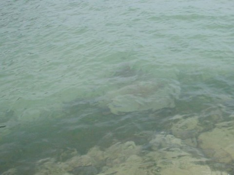 tzwn2mr5ahb2pzurxjee_480_480-6a0267ab.jpg