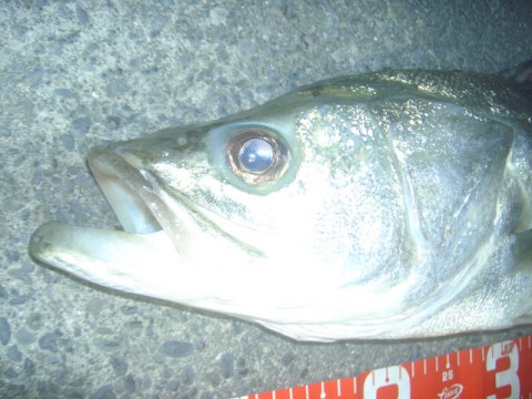 tzwpnfbnmjk9dabtir9r_480_480-f265cf0a.jpg