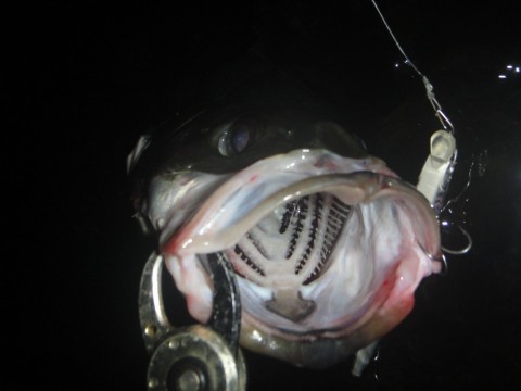 u35hieg6bvf46m72idxd_480_480-69914840.jpg