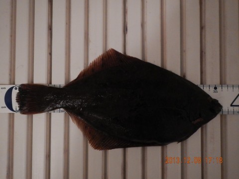 u3arm6kycddsjnwwijy4_480_480-49529c73.jpg
