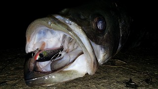 u3fmjwc456gcbs3ut59t-bd99f987.jpg