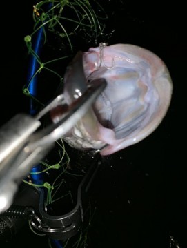 u3vrcdg89gghfeosktju_361_480-3c29b1c0.jpg